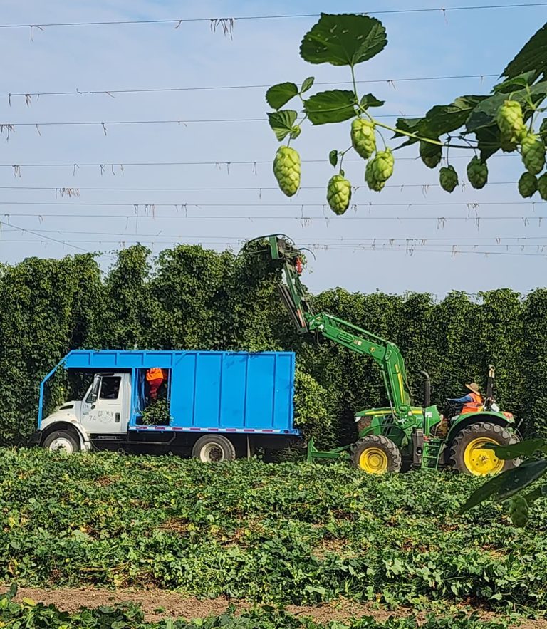 hop farm harvest