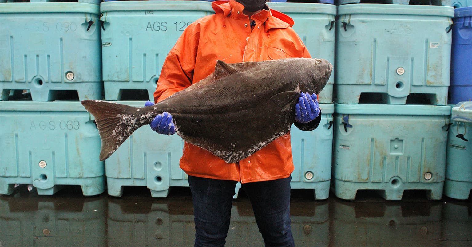 Torso of man in orange jacket holding a halibut
