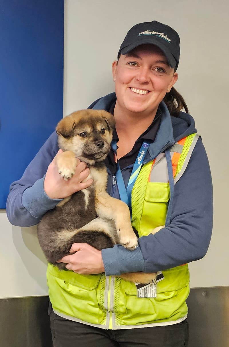 Alaska Airlines ramp agent with puppy