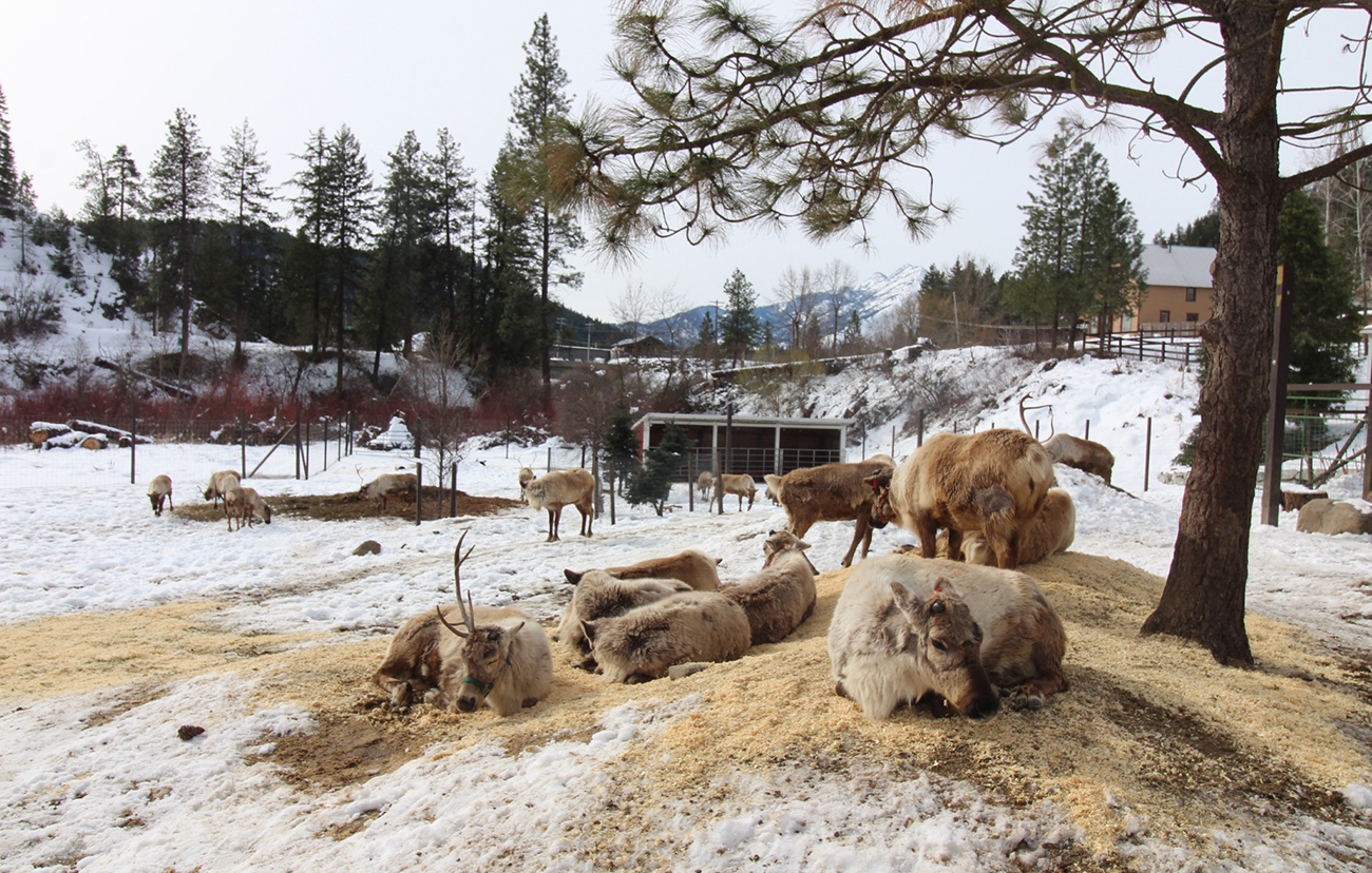 Reindeer really can fly! No Christmas magic required — just the care of Alaska Air Cargo 