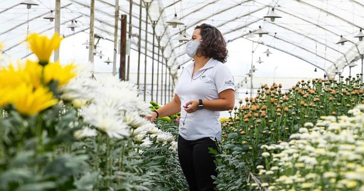 Opportunity blooms in Florida: How Falcon Farms sends its flowers to Alaska and Hawai'i