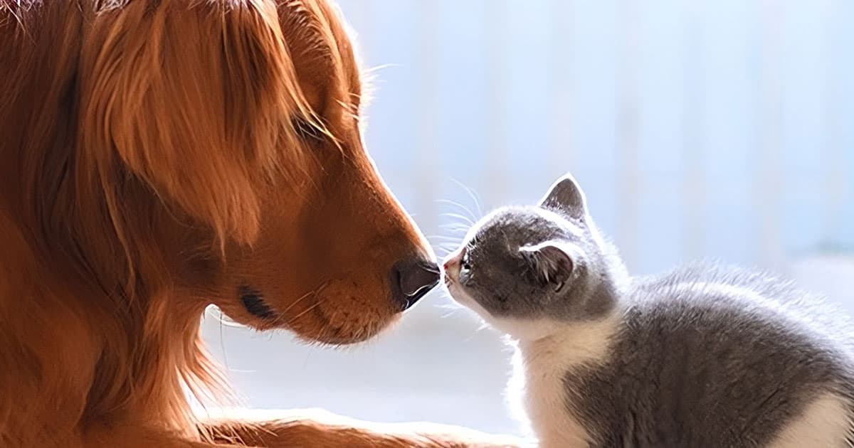 How to Transport Your Pet Alaska Air Cargo