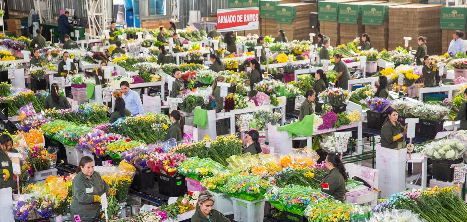 Opportunity blooms in Florida: How Falcon Farms sends its flowers to Alaska and Hawai'i